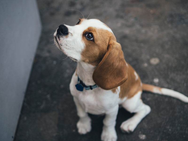 National Dog Adoption Day