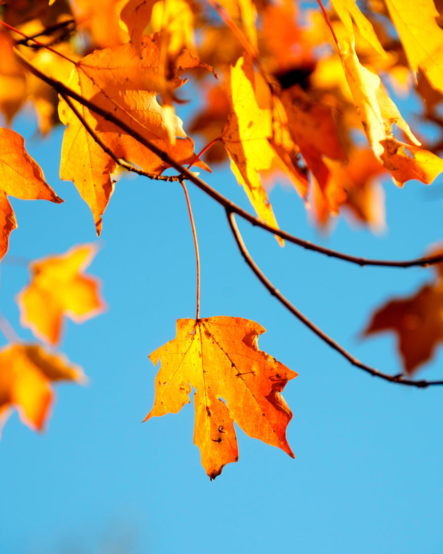 3 Fall Decor Ideas